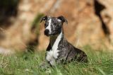 WHIPPET 080